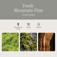 drift pine stone size comparison next to a coin showing compact scale benefit